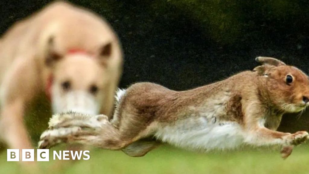 Men charged with hare coursing after police chase
