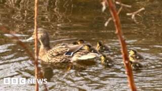 Ducks dying without reservoir ramps, say residents
