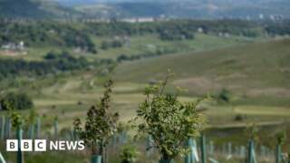 'Having trees in our cities is increasingly important'