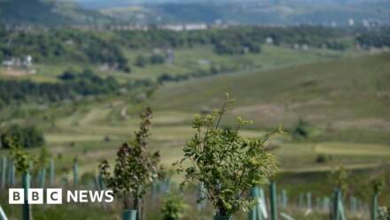 'Having trees in our cities is increasingly important'