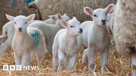 Fire-hit farms secure grazing for spring lambing
