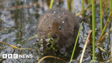 New water vole populations found in streams