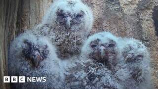Owlets attract thousands of live-stream viewers