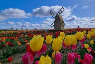 Farmer Copleys bans dogs from Tulip Festival after tragic death of springer spaniel