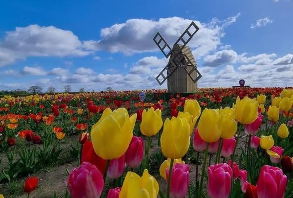 Farmer Copleys bans dogs from Tulip Festival after tragic death of springer spaniel
