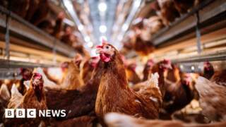 Bird flu surveillance zone lifted