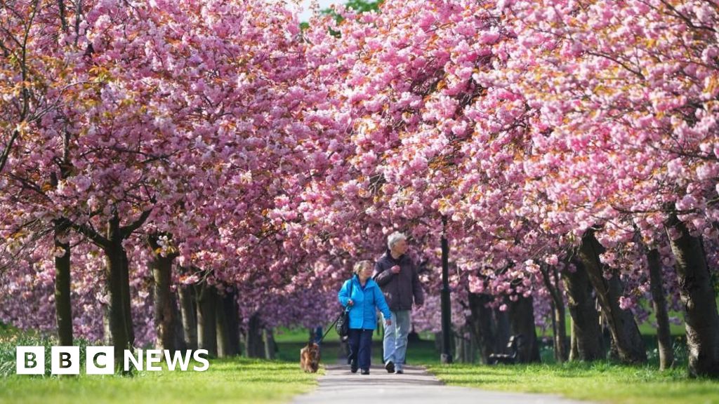 Where to spot the best cherry blossoms this spring