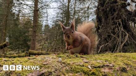 'I'm selling the red squirrel reserve my parents created'