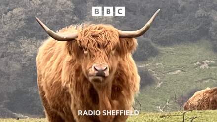 Cow hugging craze sparks Peak District alert