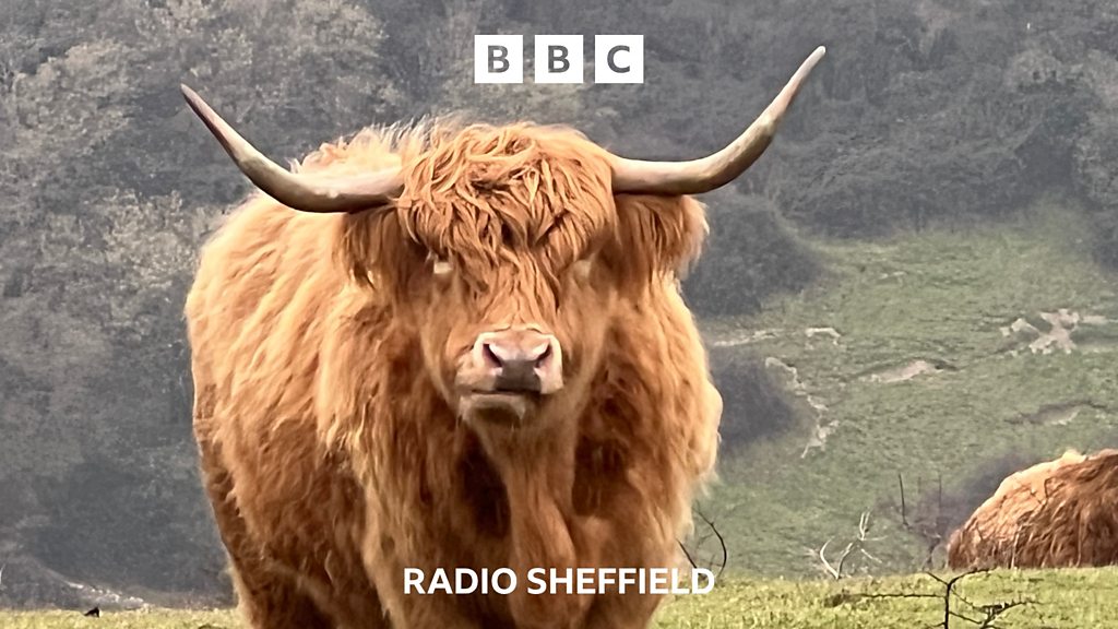 Cow hugging craze sparks Peak District alert