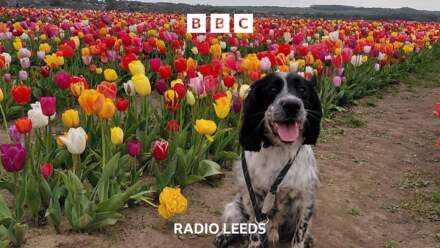 Owner’s warning after dog’s tulip festival death