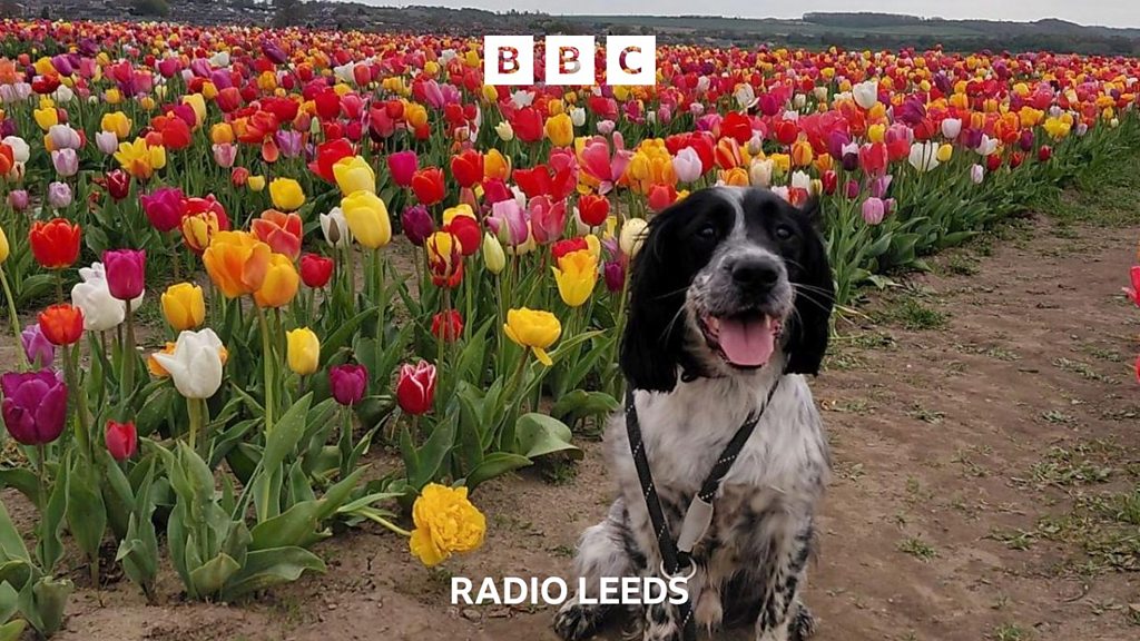Owner’s warning after dog’s tulip festival death