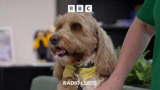 Meet Frankie the therapy dog