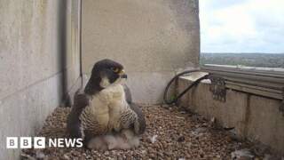 Peregrine falcon chicks hatch in university nest