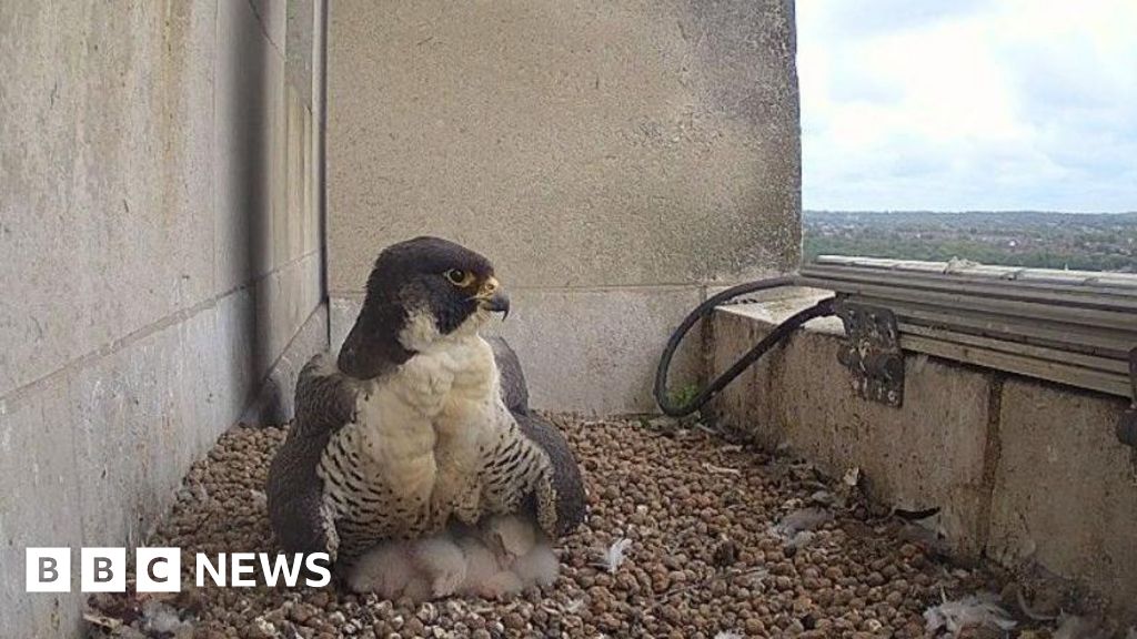 Peregrine falcon chicks hatch in university nest
