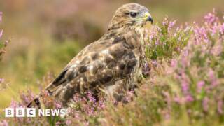 Police appeal after buzzard shot in national park