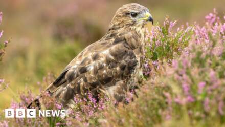 Police appeal after buzzard shot in national park