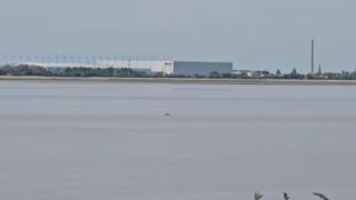 Beautiful sight of a porpoise breaking through the waves in the Humber Estuary