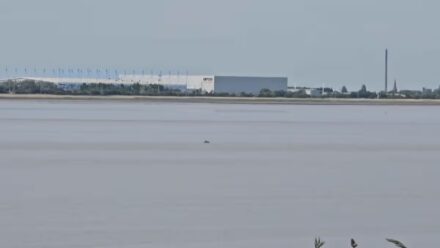 Beautiful sight of a porpoise breaking through the waves in the Humber Estuary