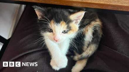 Kitten dumped in bin on hottest day of the year