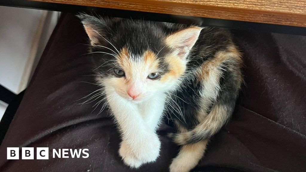 Kitten dumped in bin on hottest day of the year