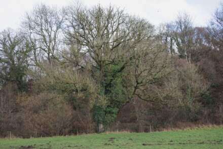 Reminder for landowners to check their ash trees