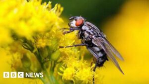 How insect brains could spark next AI revolution