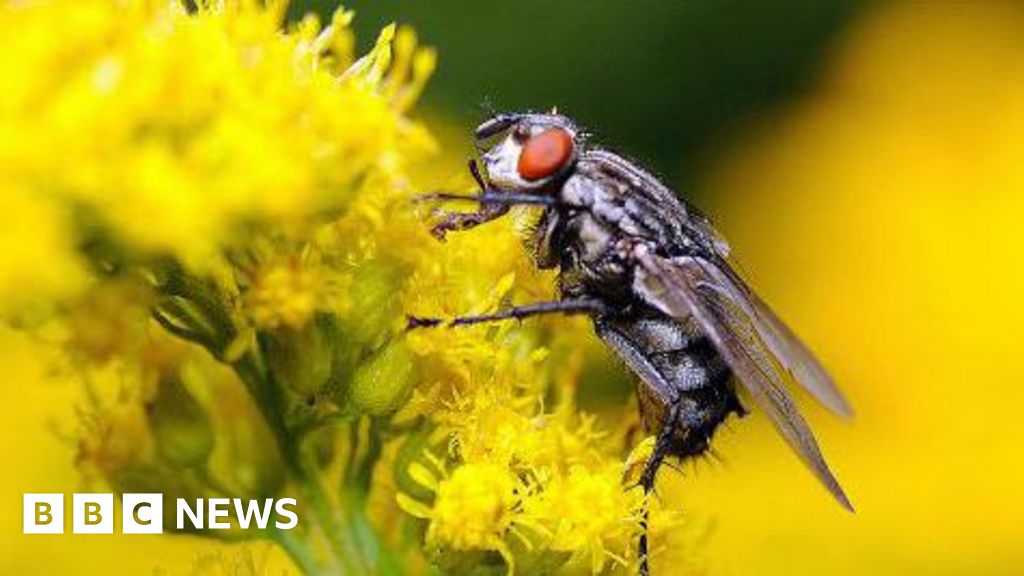 How insect brains could spark next AI revolution