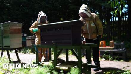 Fundraising appeal after vandals destroy beehives