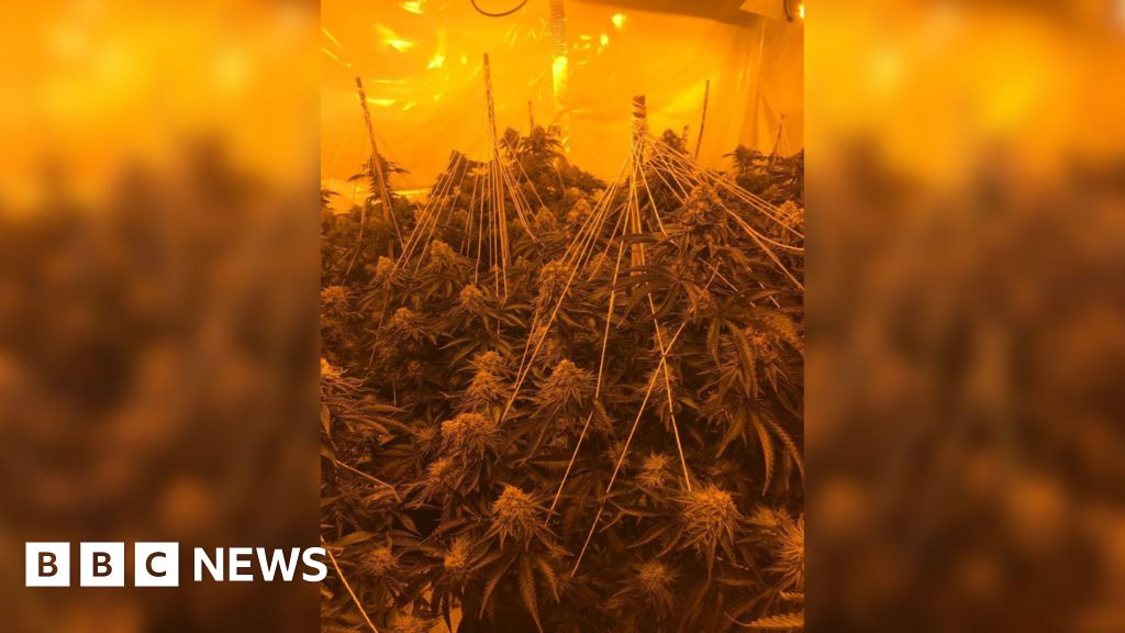 Four arrested after police raid cannabis farm