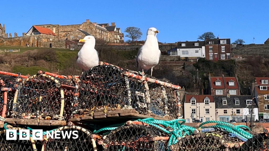 Seagull strategy to include peck-proof bin bags