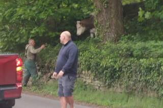 Pictures show cows roaming free near Sheffield country lane
