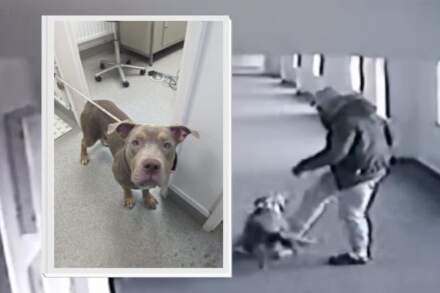 Video and picture show moment man attacked 'XL Bully' dog outside flats in Sheffield
