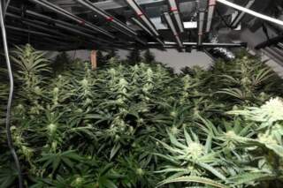 Home Office involved in raid of Sheffield cannabis factory with plants worth more than £100,000 seized