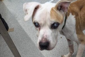 Distressing images: Pontefract man banned from keeping all animals after his diabetic dog was found in skeletal state