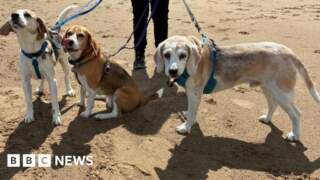 Should seasonal dog bans be enforced on beaches?