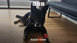 Appeal to help fund retired police dogs’ surgery