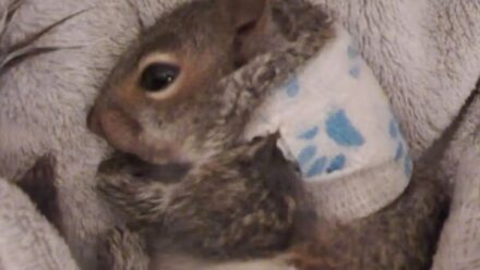 Saving Grace the injured squirrel has been a mission for Jacqui and warm-hearted supporters