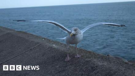 Calls to speed up food waste plans to thwart gulls