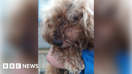 Pet owner given ban after dog 'riddled with fleas'