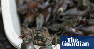 Use crayfish to keep Hampstead Heath swimmers at bay | Wildlife