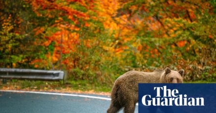 Hairpin bends and bears on the highway: readers’ favourite European road trips | Road trips