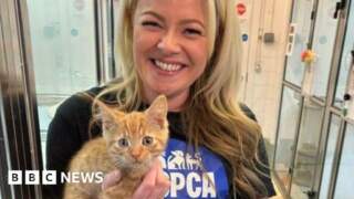'Ill treatment of cats has got significantly worse'