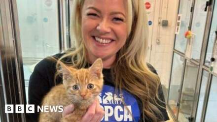 'Ill treatment of cats has got significantly worse'