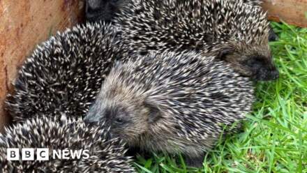 Five baby hedgehogs found under garden decking