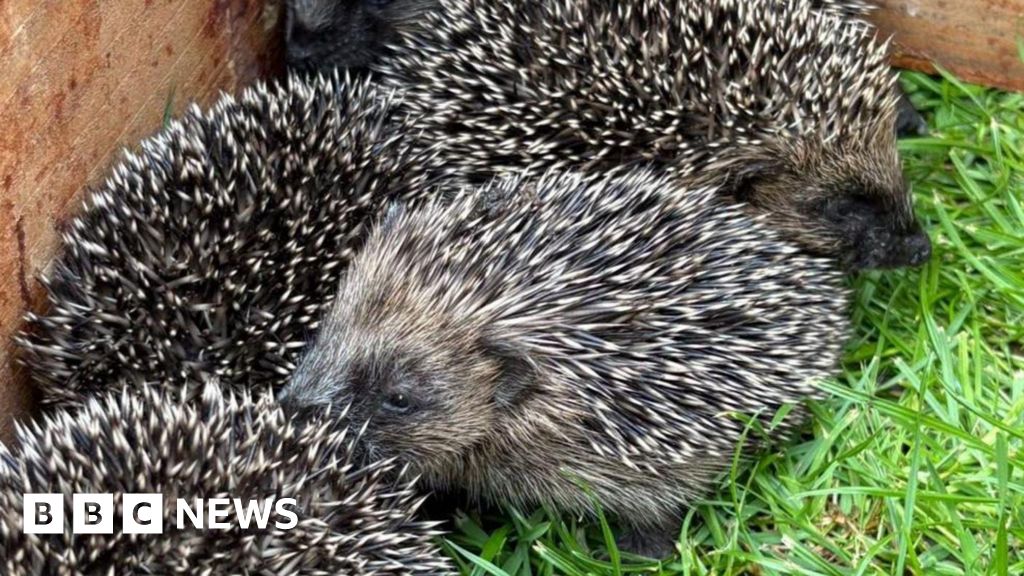 Five baby hedgehogs found under garden decking