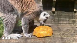 York wildlife park animals given frozen treats during heatwave
