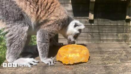 York wildlife park animals given frozen treats during heatwave