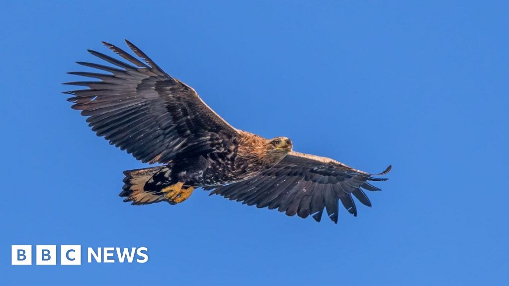 Rare white-tailed eagle disappears in Yorkshire