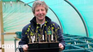 Revival project for endangered native trees